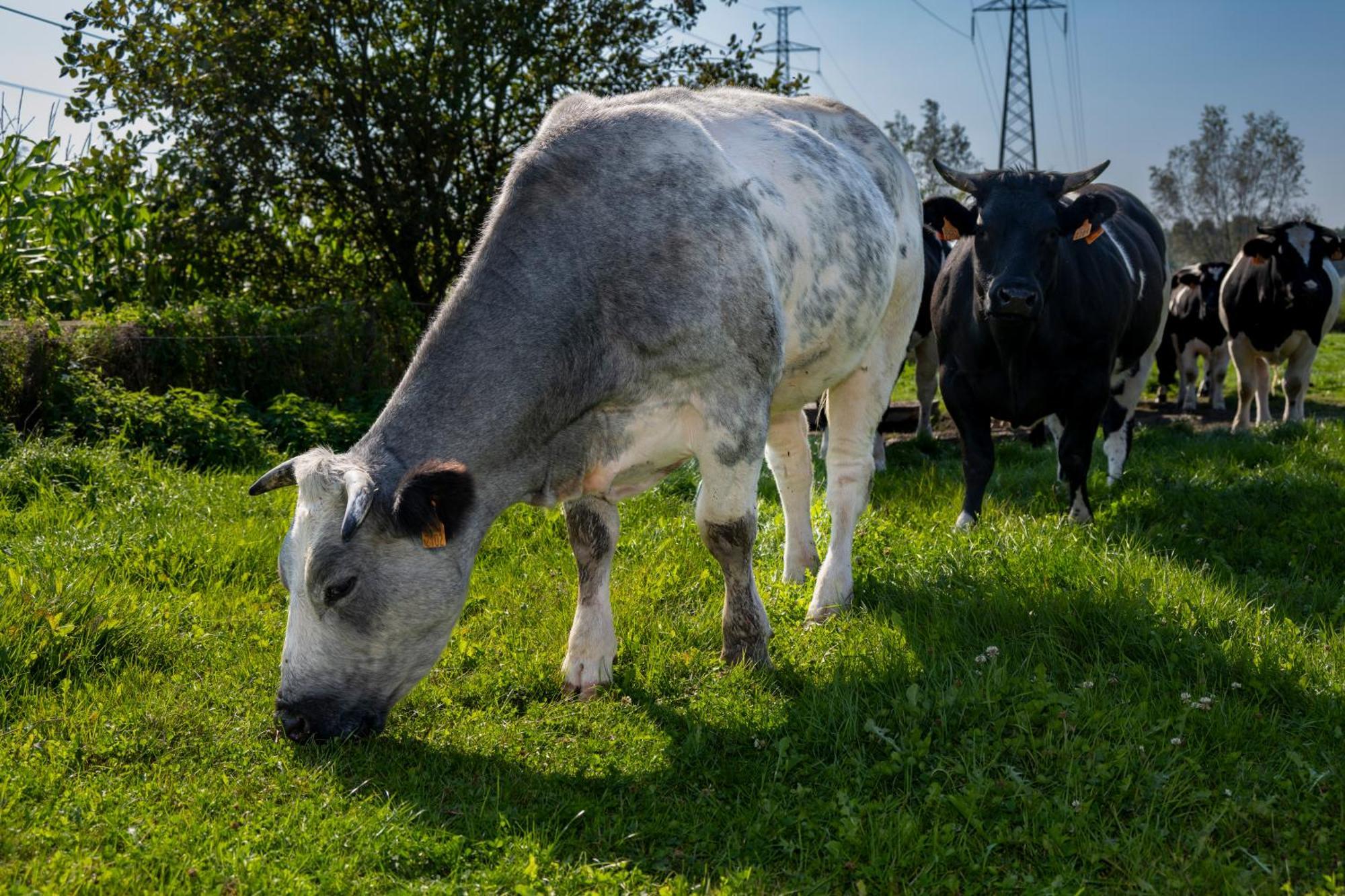 Geetkotmolenhoeve Lochristi Luaran gambar